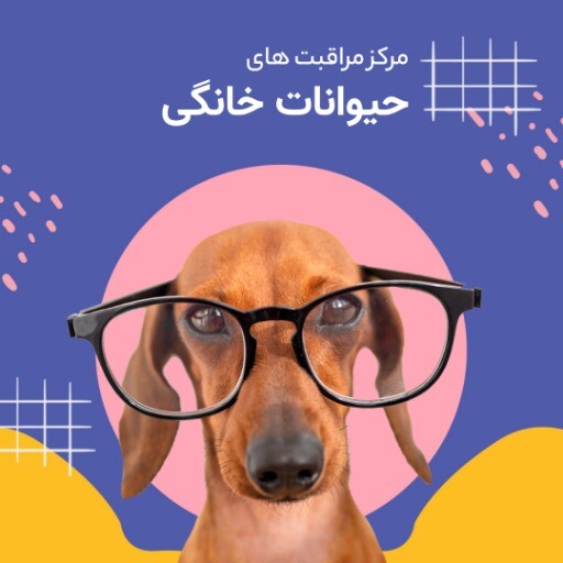 پانسیون پت
